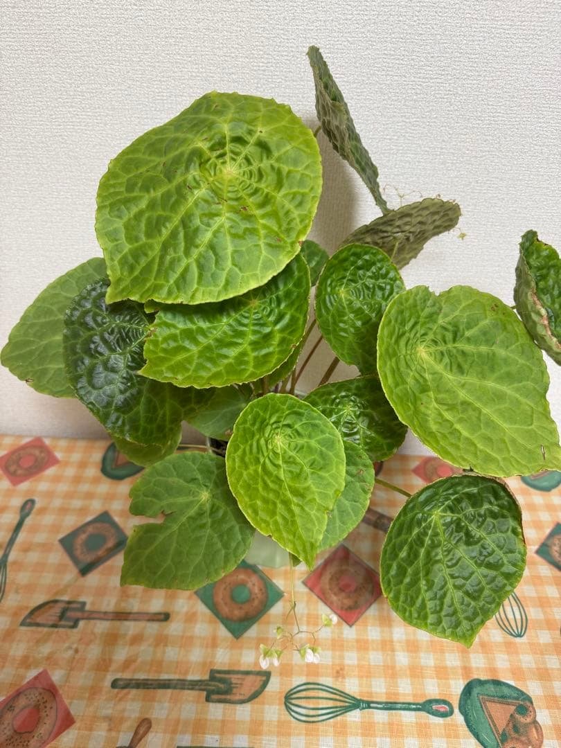 ✨希少種✨ベゴニアフートエンシスBegonia phuthoensis大株・美株 ベゴニア フートエンシス Begonia Phuthoensis✨✨大型K - メルカリ